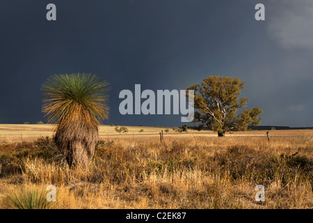 Tempête sur les terres agricoles avec l'herbe arbres en premier plan ( Xanthorrhoea preissii ), l'Australie Occidentale Eneabba Banque D'Images