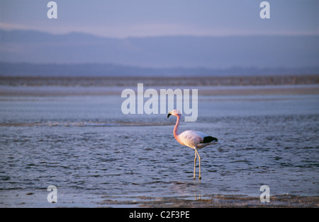 De Sel d'Atacama désert d'Atacama au Chili Banque D'Images