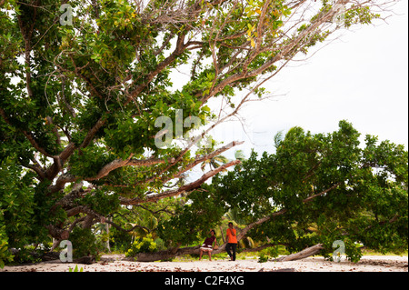 Un couple des Îles Marshall se reposant dans un arbre par Laura Beach, Majuro (Îles Marshall). Banque D'Images