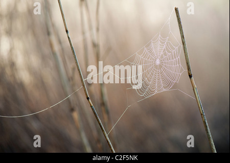 Web Spiders couverte de rosée misty attaché à roseaux dans la campagne anglaise Banque D'Images