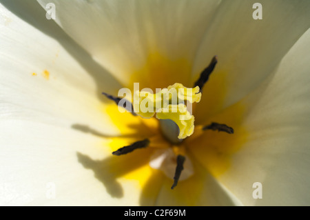 Stigmate d'une fleur de tulipe Banque D'Images