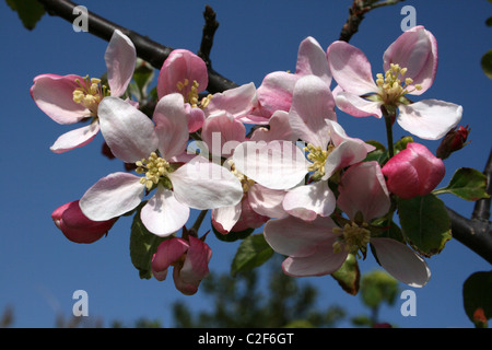 Pommier à fleurs prises à la réserve RSPB de Conwy, au Pays de Galles Banque D'Images