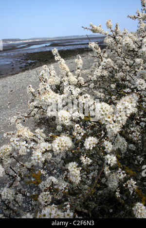 La floraison prunellier sur la plage, à l'Spinnies Nature Reserve, au Pays de Galles Banque D'Images