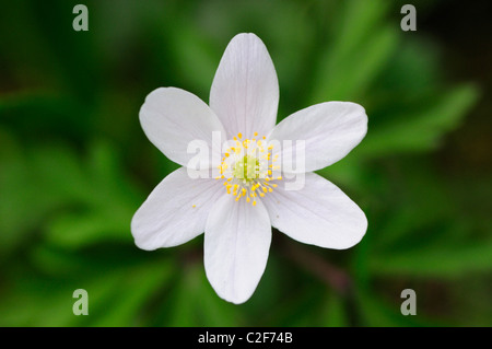 Anémone des bois Anemone nemorosa, Hayley, bois, Cambridgeshire, Angleterre, RU Banque D'Images