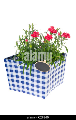 Cisailles cliquetis en pot de fleurs dianthus damier isolé sur fond blanc Banque D'Images