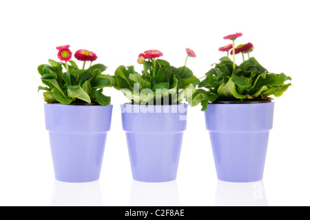 Plantes rose Bellis en violet les pots de fleurs dans la rangée isolated over white background Banque D'Images