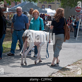 Pioneer Days High Springs Florida femme marche dans la foule avec un énorme chien dogue allemand. Banque D'Images
