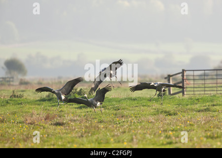 Grues Cendrées publication sur les niveaux de Somerset en 2010 dans le cadre de la grande grue projet mené par la RSPB et WWT Banque D'Images