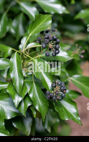 Petits fruits noirs, le fruit de l'Ivy, Hedera helix, Araliaceae Banque D'Images