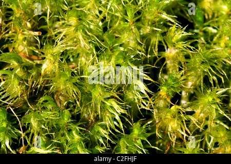 La mousse de tourbe de sphaigne (vert) Contexte Banque D'Images