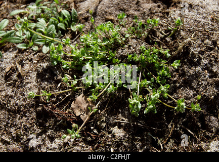 La sabline à feuilles, Arenaria serpyllifolia sabline, Caryophyllaceae. Banque D'Images