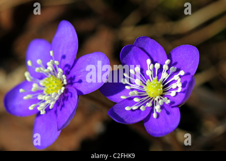 Fleurs bleu de Hepatica nobilis Banque D'Images