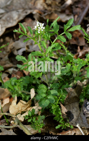 Amère ondulées-cresson, Cardamine flexuosa, Brassicaceae. Fleur des bois, au Royaume-Uni. Banque D'Images