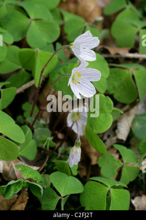 L'oxalide, Oxalis acetosella, Oxalidaceae. En fleurs sauvages. Banque D'Images
