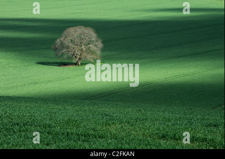 Un seul arbre de chêne (Quercus robur) dans un champ de cultures dans le Wiltshire. Banque D'Images