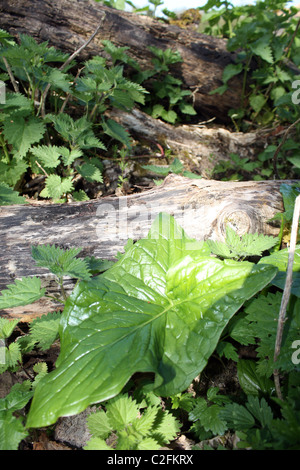 En anglais logpile Cambridgeshire forestiers Banque D'Images