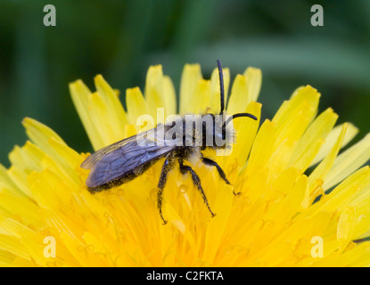 Abeille pollinisant un pissenlit, France Banque D'Images