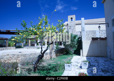 Les citrons poussent dans la cour d'une maison en Sicile Italie Banque D'Images