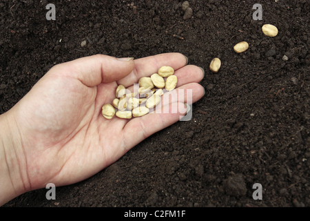 Planter des graines dans le sol Banque D'Images