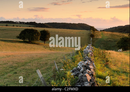 Un mur de pierres sèches et de clôtures qui traverse les terres agricoles vallonnées au bas de velours réserve naturelle sur les collines de Mendip, dans le Somerset. Banque D'Images