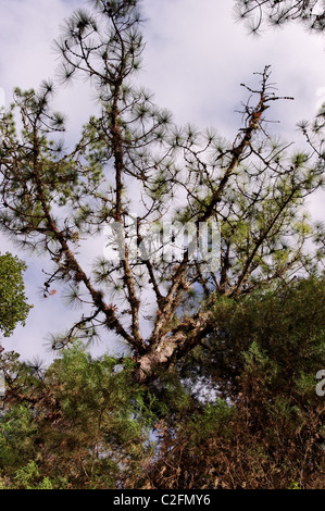 Des branches d'arbre plein de broméliacées épiphytes (Bromeliaceae) au Chiapas, Mexique Banque D'Images