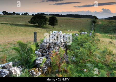 Un mur de pierres sèches qui traverse les terres agricoles à bas de velours réserve naturelle sur les collines de Mendip, dans le Somerset. Banque D'Images