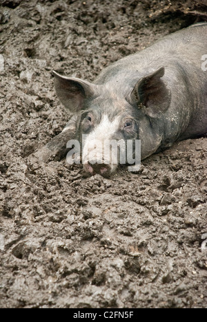 Porc Berkshire couché dans une boue se vautre, Granges Centre pour l'alimentation et l'Agriculture, Pocantico Hills, New York, USA Banque D'Images