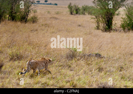 Le guépard, Acinonyx jubatus, la traque des proies, Masai Mara National Reserve, Kenya, Africa Banque D'Images