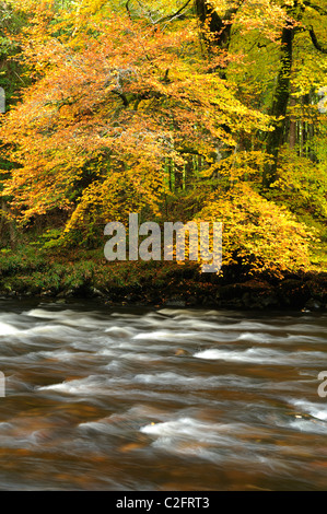 La rivière Dart coule sous un arbre d'automne près de Pont Holne, Devon. Banque D'Images