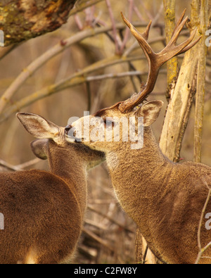 Un Black-tailed Deer buck montrant de l'affection. Banque D'Images