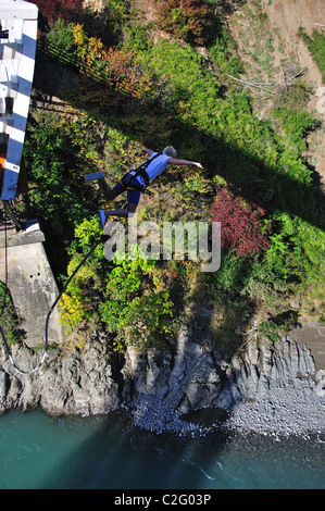 Bungy Jumping off Waiau Ferry Bridge over Waiau River, près de Canterbury, Hanmer Springs, North Island, New Zealand Banque D'Images