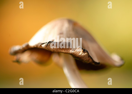 Cap d'encre commun Coprinopsis atramentaria - champignons Banque D'Images