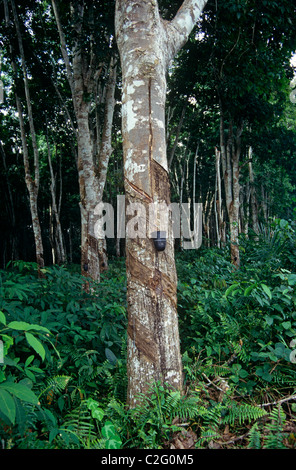 Arbre à caoutchouc Ghana Banque D'Images