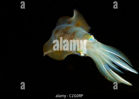 Bigfin reef squid Sepioteuthis lessoniana, Sulawesi, Indonésie. Banque D'Images