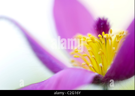 Une seule fleur pourpre chef de Pulsatilla vulgaris Anémone pulsatille - Banque D'Images