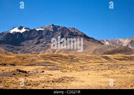 Altiplano ou haute plaine ou plateau de la Cordillère des Andes près de Puno sur le lac Titicaca au Pérou, Amérique du Sud Banque D'Images