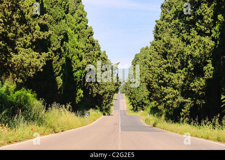 Zypressenallee laengste Italiens - cypress avenue plus longue d'Italie 03 Banque D'Images