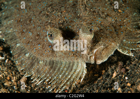 Bothus pantherinus Leopard flet, Sulawesi, Indonésie. Banque D'Images