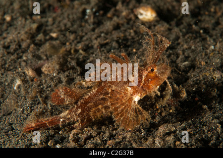 Ambon rascasses, Pteroidichthys amboinensis, Sulawesi en Indonésie. Banque D'Images