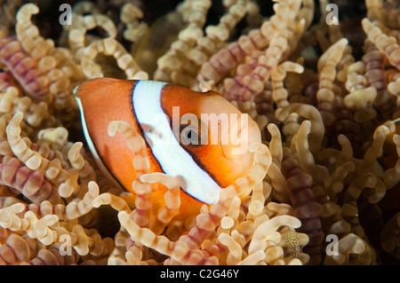 Poisson clown Amphiprion clarkii, Clark, dans une anémone de mer de perles, de Sulawesi en Indonésie. Banque D'Images