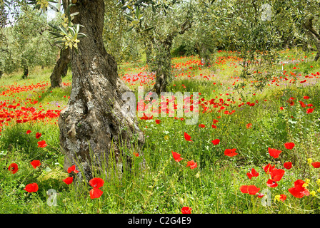 Klatschmohn Olivenhain - coquelicot dans oliveraie 05 Banque D'Images