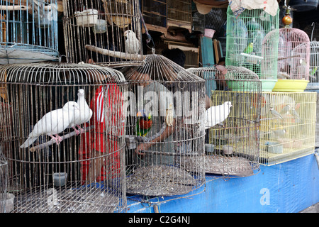 Marché aux oiseaux de Pramuka, Jakarta, Indonésie, Mars 2011 Banque D'Images