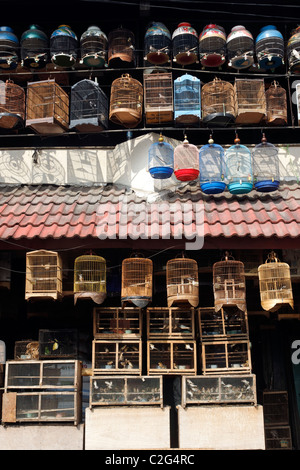 Marché aux oiseaux de Pramuka, Jakarta, Indonésie, Mars 2011 Banque D'Images