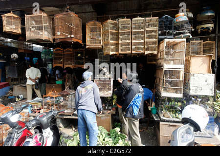 Marché aux oiseaux de Pramuka, Jakarta, Indonésie, Mars 2011 Banque D'Images