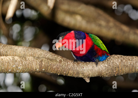 Black-capped lory, Lorius lory, seul oiseau sur branche, l'Indonésie, Mars 2011 Banque D'Images