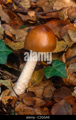 Champignon Banque D'Images