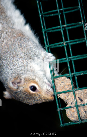 Un écureuil gris suspendu à une branche d'arbre de manger des noix sur une mangeoire. Banque D'Images