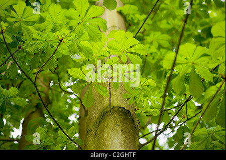 Arbre Marronnier - Aesculus hippocastanum Arbre Conker ou Banque D'Images