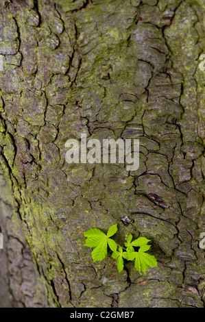 Image en gros plan d'un arbre Marronnier - Aesculus hippocastanum ou arbre de Conker, montrant le feuillage vert frais du printemps Banque D'Images