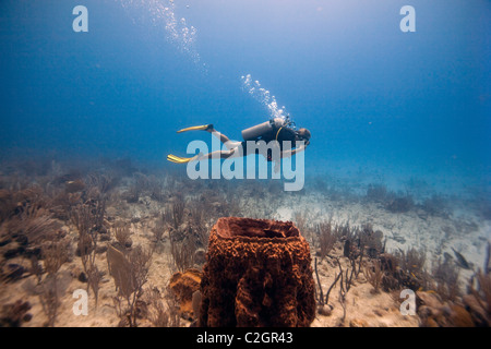 Un plongeur passe un canon géant, éponge Xestospongia muta dans la mer des Caraïbes, Antigua Banque D'Images